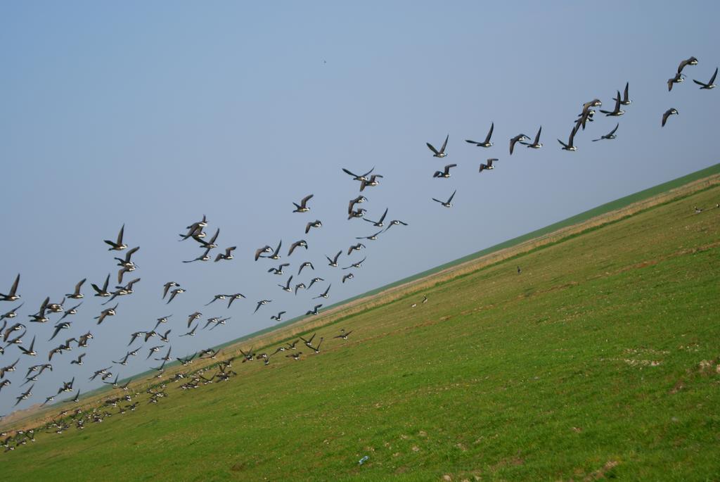 'T Strandhuys En De Vuurtoren, Met Eigen Keuken, Zonnig Terras Nabij Dorp, Duinen En Strand, Incl Verwarmd Binnen Zwembad Холлум Номер фото